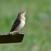 Wryneck - Poland